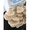Mushroom grain master Spawn bag 1.7KG Pleurotus ostreatus Summer White Oyster - FREE EXPRESS SHIPPING